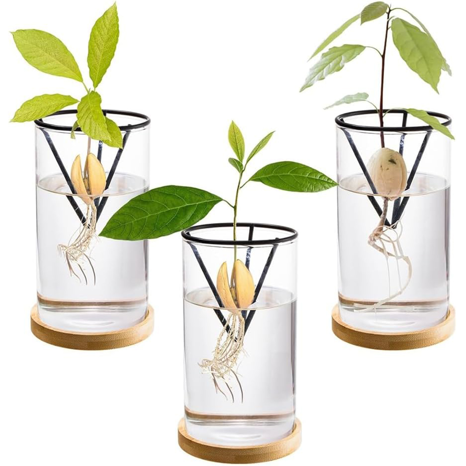 1Set Avocado Tree Growing Kits - đánh giá và giá Crystal Growing Kit